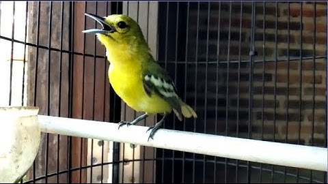 VARIASI SUARA BURUNG CIPOH GACOR // SIRTU SIRPU A.C.H NGAMUK