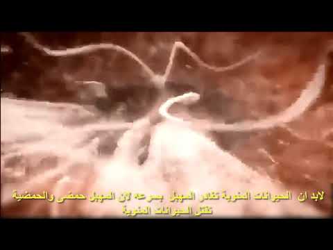 الاخصاب كيف يتم ومتى يحدث الحمل