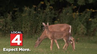 Hunting changes to take on growing deer problem in Michigan