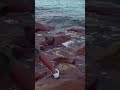 Salmon Fishing Adventure Biggest Catch Ever | Fishing Therapy Salmon Strike Relieves Stress