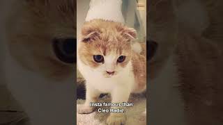 Ed Sheeran Loves His Cats