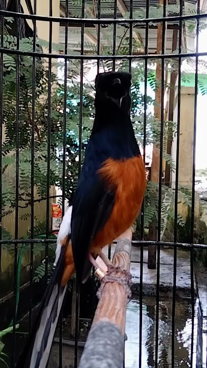Murai bongkar isian mewah https://youtu.be/07JikcEePbo