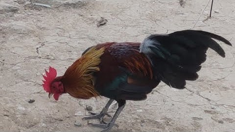 f2 tơ mồi đẹp .qaib txuam 2 zoo nkauj heev