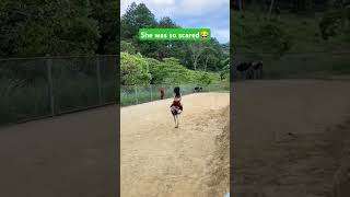 A Girl Riding Ostrich