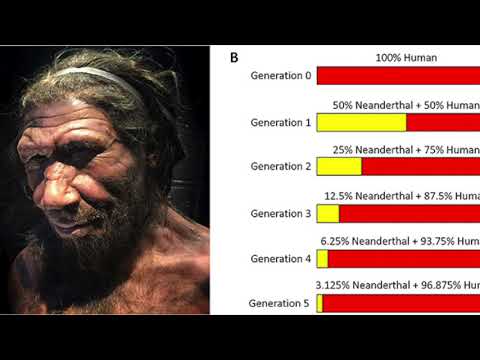 human evolution
