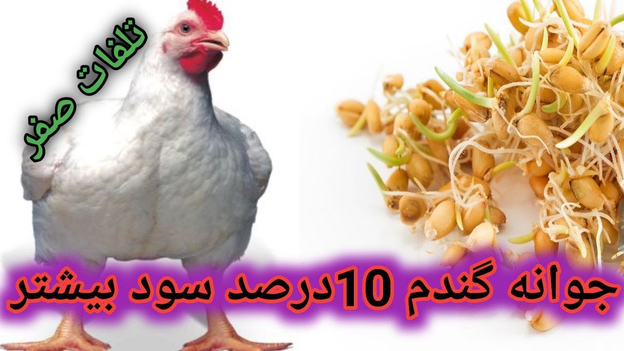 کاهش هزینه خوراک با مصرف جوانه گندم , کاهش تلفات با مصرف جوانه