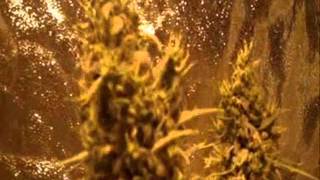 Kush Philosopher complete first indoor grow, Master Kush (strain) - Kush Philosophy Aug '12