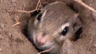 Cute Chipmunk in the hole