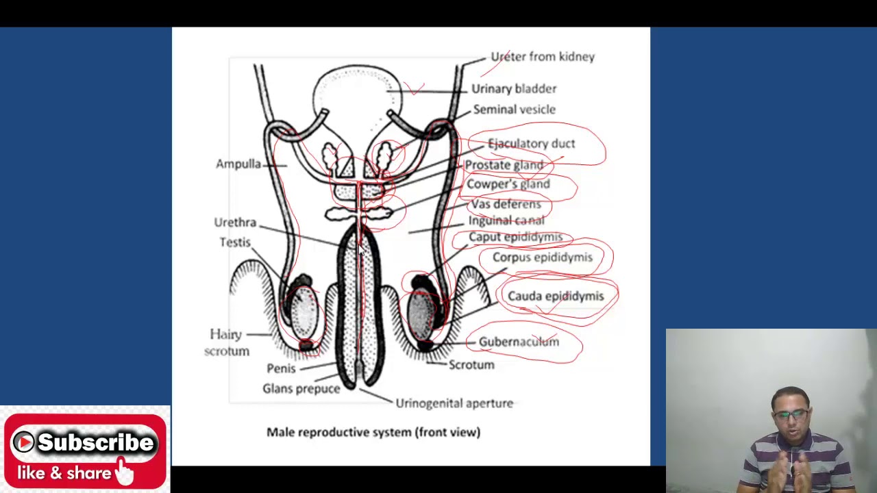 Class 12 : Human reproduction (Male reproductive system),#CBSE,#HBSE,#