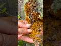 Discovery of $15,000 worth of gold nuggets among the rocks. #golddiscovery #goldnugget #findinggold