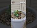 【シクラメンの夏越し】休眠から目覚めさせる方法を園芸のプロが教えます♪