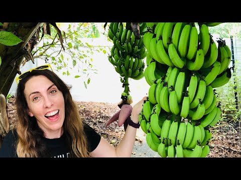Video: Bananbuskepleje - dyrkning og beskæring af Michelia-bananbuske