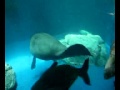 100702鳥羽水族館 海原はるかかなた師匠 の動画、YouTube動画。