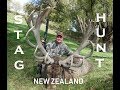 FALLOW BUCK AND RED STAG HUNTING NEW ZEALAND.