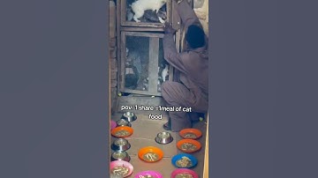 Every bit of your support counts. Click on the links in our bio to donate for any support🙏#help #cat