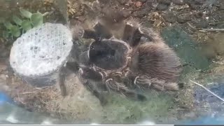 tarantula  , scorpions , gušteri  . . .  bljak