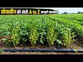सोयाबीन की खेती A to Z सम्पूर्ण जानकारी | Soyabean Ki Kheti Kab Aur Kaise Kre🌱पूरी वैज्ञानिक जानकारी