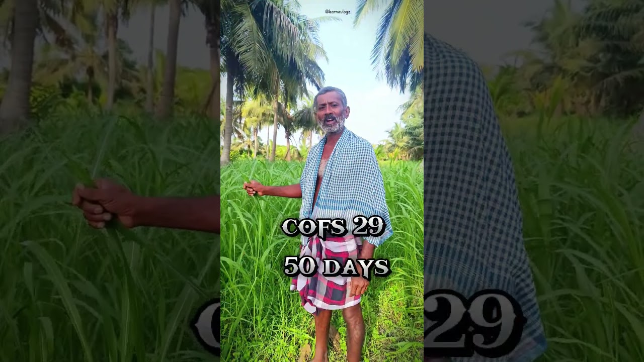 ஆடு மாடுகளுக்கு சிறந்த பசுந்தீவனம் || #shorts #trending #dairyfarm #cow #goat #grass #tamil #food