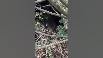 Belgian sheepdog always has its secrets #belgianshepherd #groenendael #dogs #belgiansheepdog