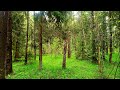 4K Forest Healing Sounds Soothing Birdsong And Greenery For Relaxation 
