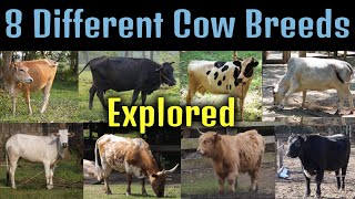 Cow videos, 8 different cow breeds by WildExpo 236 views 5 months ago 11 minutes, 2 seconds