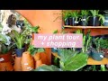 MY PLANT TOUR + shopping 🌿💗| VEDA Episode #2
