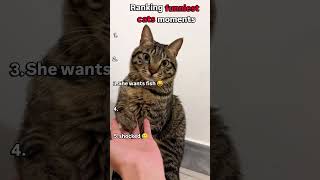 Ranking funniest cat moments 😹 watch until the end it will shock you #cats #funnycats