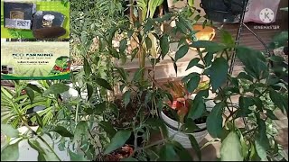 Tips Praktis Menanam Cabe (Chili) DiPot Dengan Pupuk Organik EcoFarming, Solusi Mengatasi Cabe Mahal