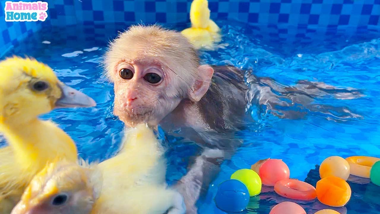 Obi bathing in the pool with ducklings is so fun