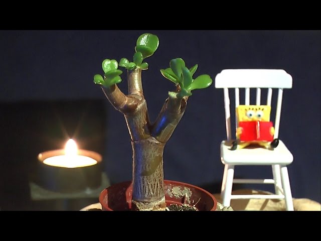 cura del bonsai ficus ginseng Ficus Ginseng Bonsai | Care Guide and Pro Tips - Delivery from Toronto  across Canada main image 1