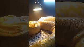 January 21, 2026 Jake my# albino Burmese python#reptiles #pets #snakes