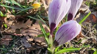 Purple Crocus | bernee bee