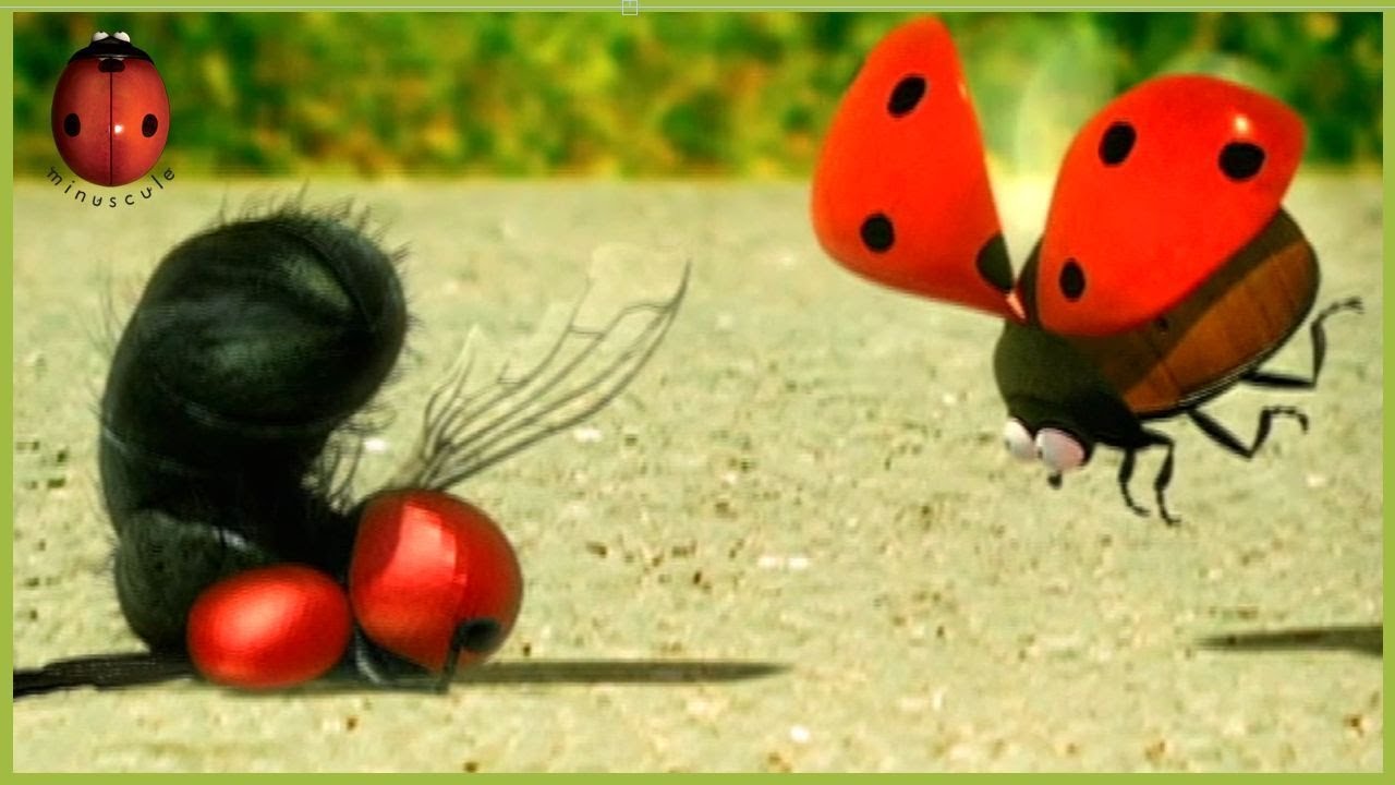 The Ladybug | Minuscule