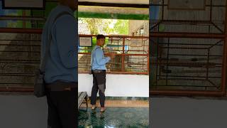 Buaya yang di dalam lebih kecil dibanding di dalam #hewan #buaya