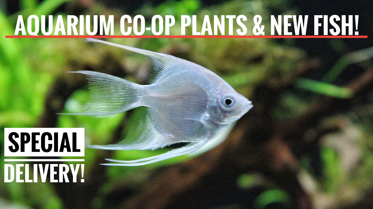 AQUARIUM COOP PLANTS & MORE FISH! 125 Gallon Planted Aquarium