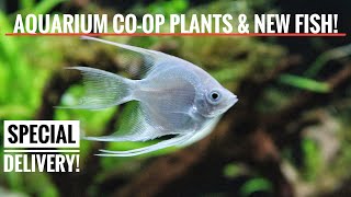 AQUARIUM CO-OP PLANTS & MORE FISH! | 125 Gallon Planted Aquarium-episode 3