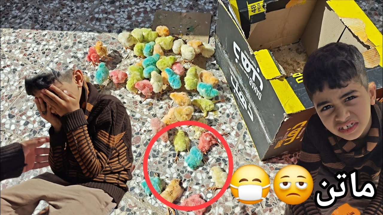 جبنه 50 كتكوت ملون وماتن😭😢