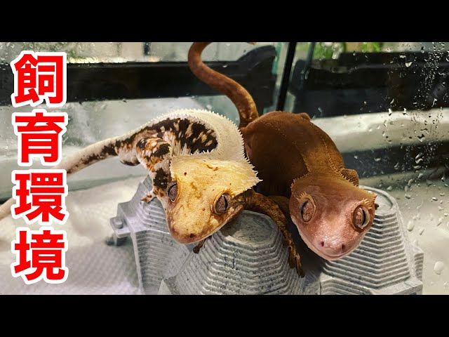 うちの飼育環境を全部変更します【クレステッドゲッコー】 - YouTube