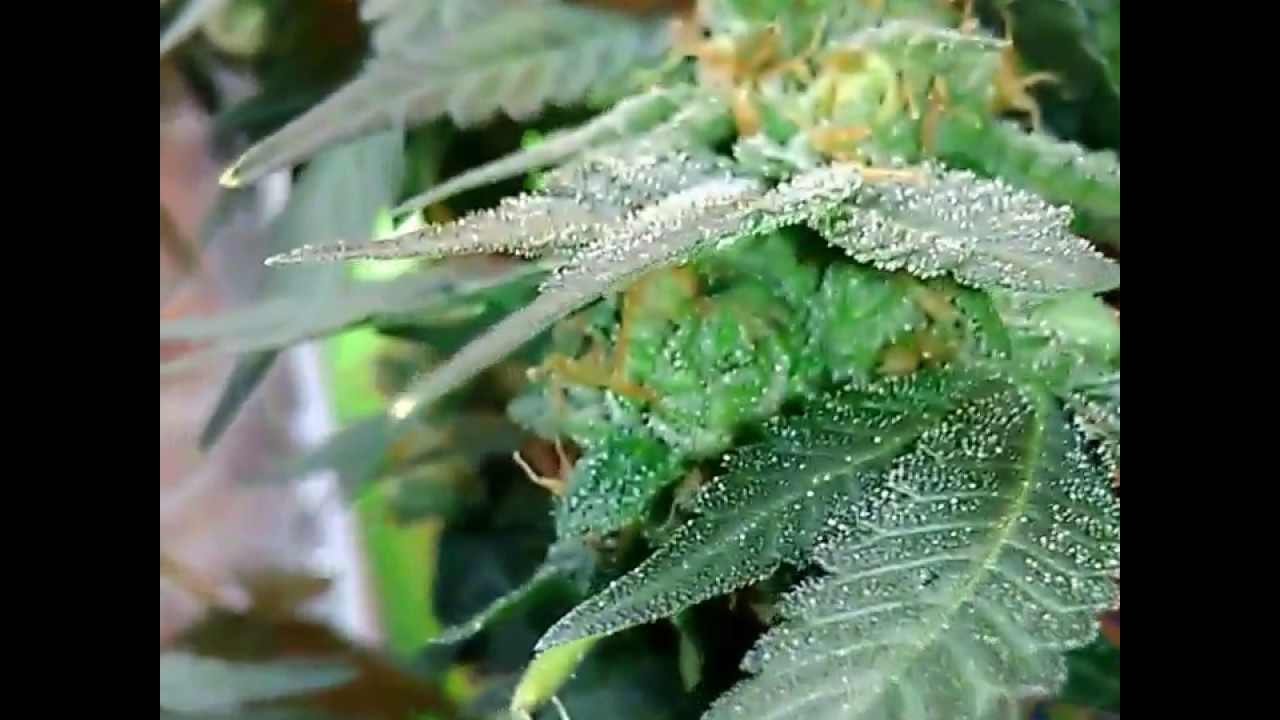 Bubba kush pre98 Las Vegas YERBA BUENA GARDEN