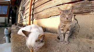 猫島の子猫が可愛過ぎる