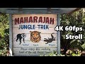 Maharajah Jungle Trek at Disney's Animal Kingdom - Relaxing Stroll - (4K 60fps)