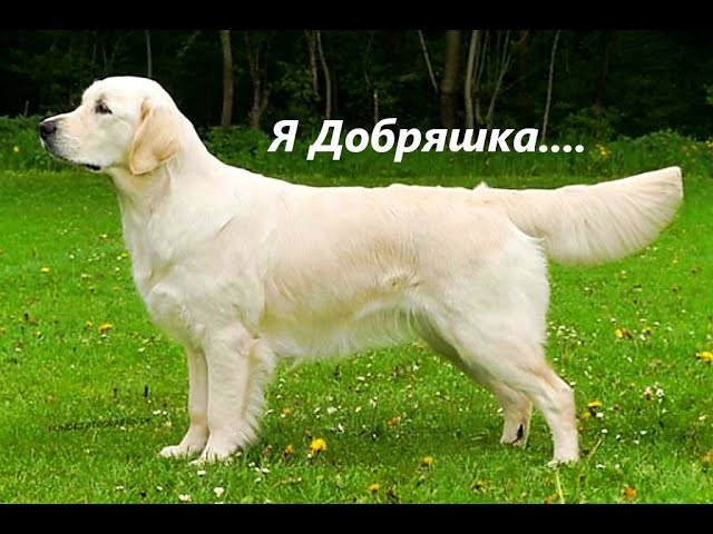 Можно ли отстоять выгул собаки без намордника? Если да, то каким образом? Закон и Порядок