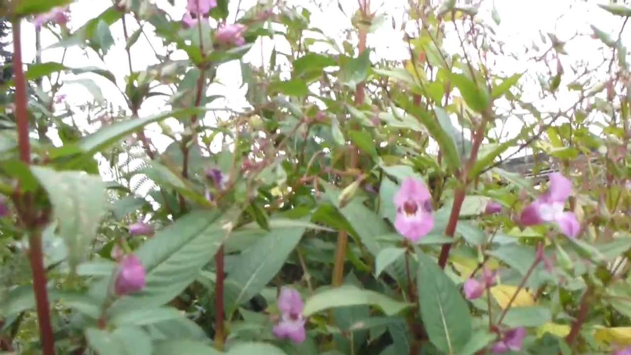 Himalayan balsam - Risa Iðna Lísa -  Balsamía -   blóm og fræ - Aldinskellur