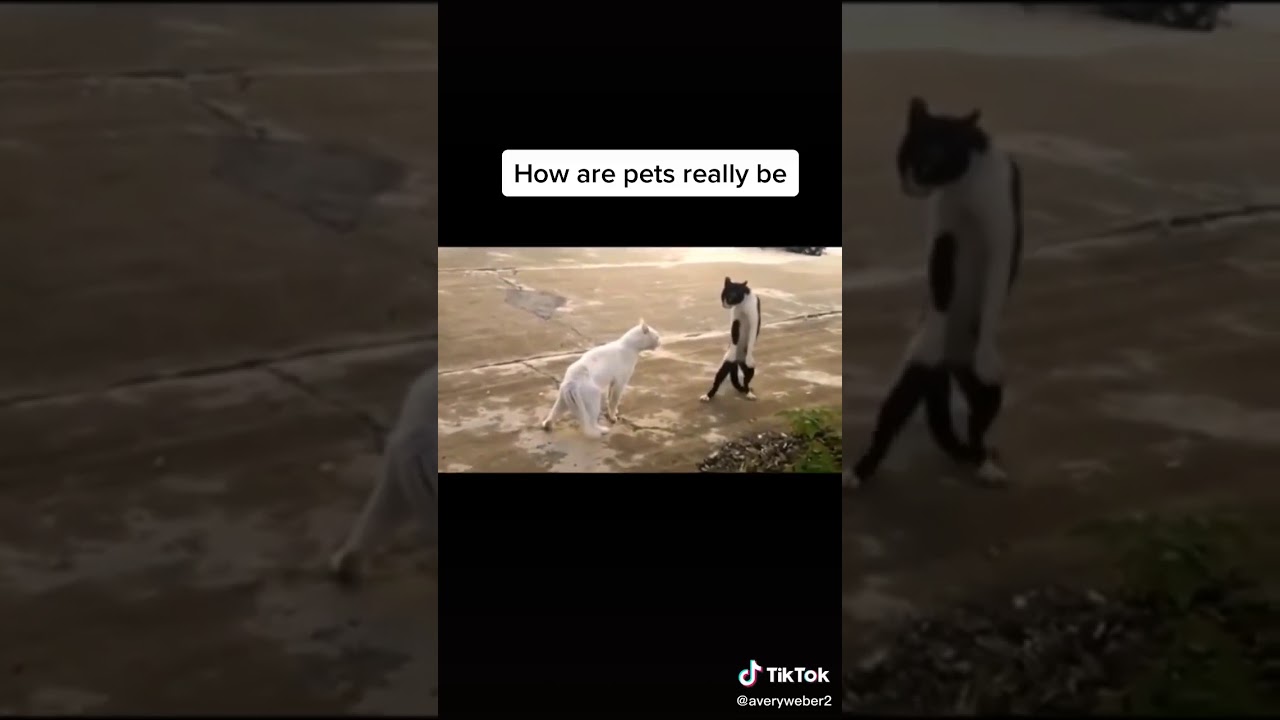 This how cats be when there on crack YouTube