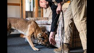 K-9 Explosives Detection Training