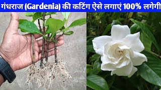 गार्डेनिया की कटिंग ऐसे लगाएं 100% लगेगी | How To Grow Gardening From Cuttings 
