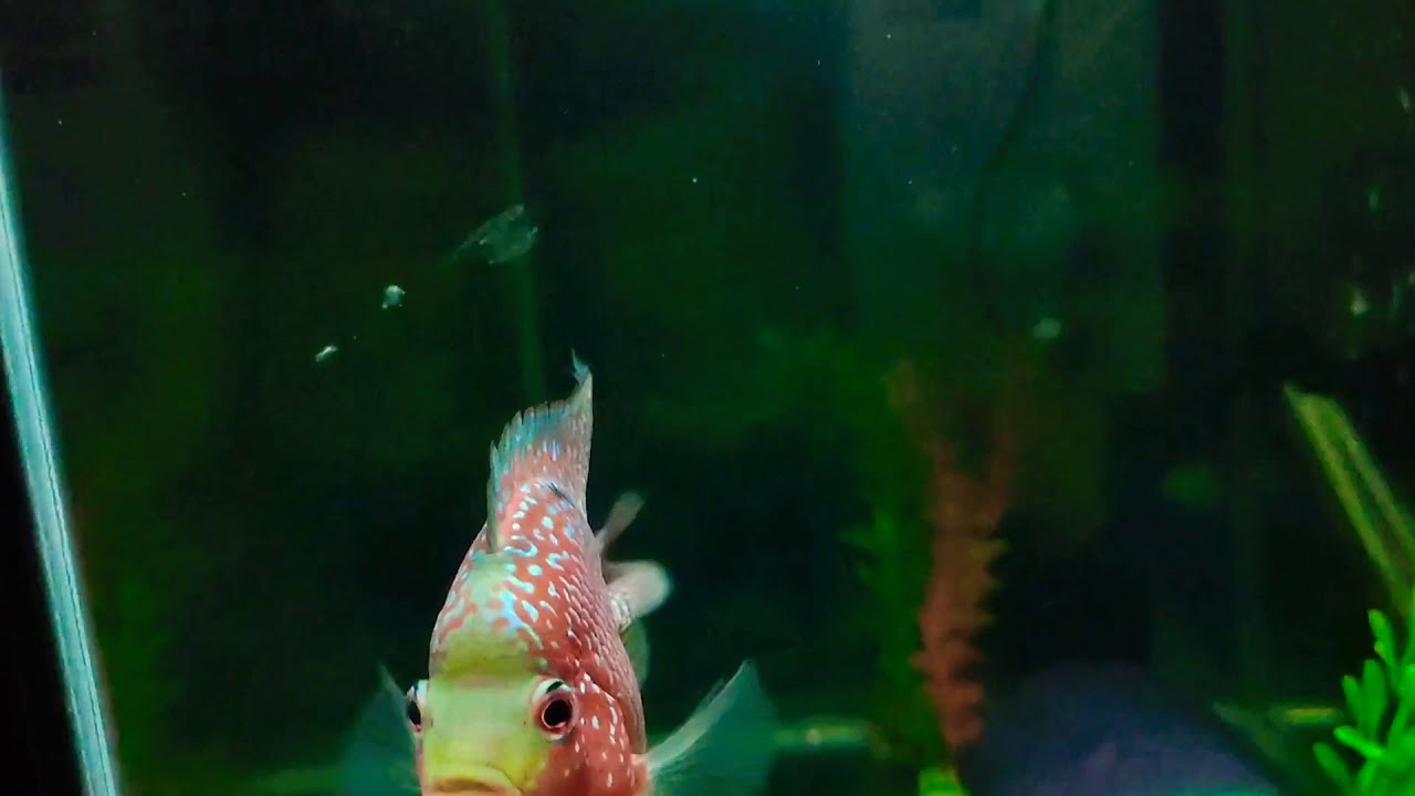 Shortbody Flowerhorn/ Bonsai Flowerhorn. YouTube