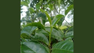 Download Lagu Oke bos MP3