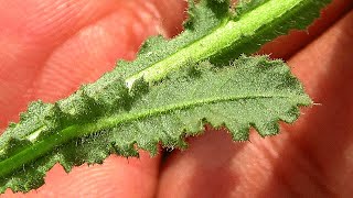 गोरखमुंडी, पहचान और फायदे │Sphaeranthus Indicus Identification & Benefits, By Vishal Sathye screenshot 4