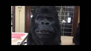 Wearable Animatronic Gorilla Head with full body suit